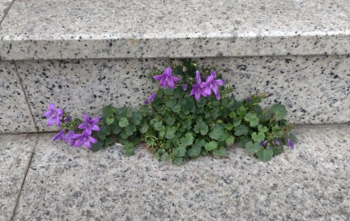 eine blau blühende Glockenblume wächst in der Ritze zweier Marmorstufen. So unpassend wie Snooker in Coronazeiten?