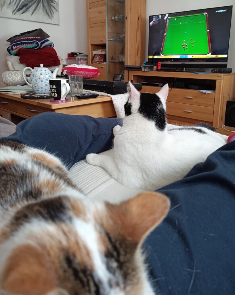 Ein Wohnzimmer mit einem großen TV-Gerät im Hintergrund. Auf diesem ist verschwommen die Partie Mark Allen gegen Zhang Anda zu sehen. Ven Vordergrund machen zwei Menschenbeine auf einer Couch aus, ganz vorne eine rotweißschwarze Katze, mittig eine weiß-schwarze Katze sitzend